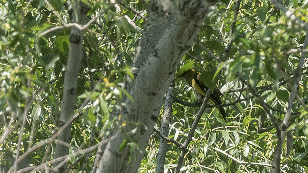 Eurasian Golden Oriole